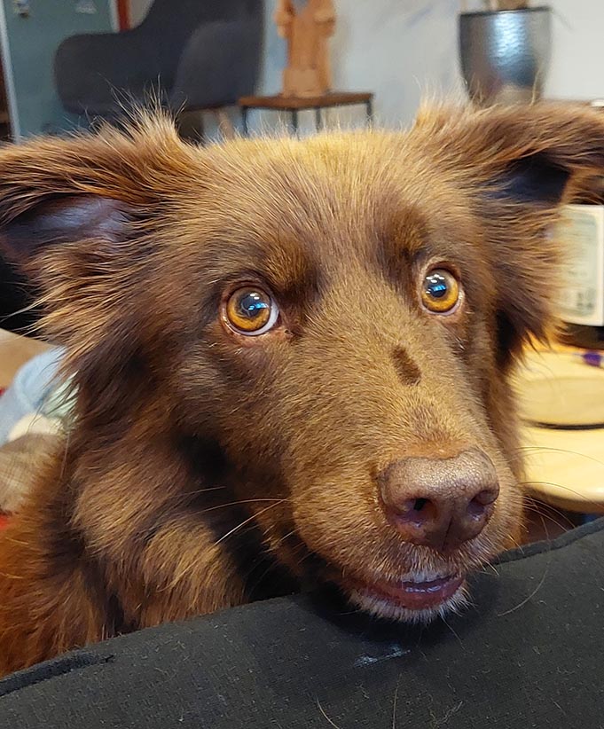 Sally, Border Collie - gute Seele der ihoch3 consulting